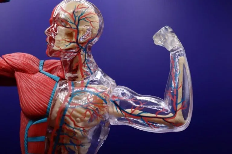 Pesquisadores descobrem novo mecanismo de crescimento de filamentos musculares