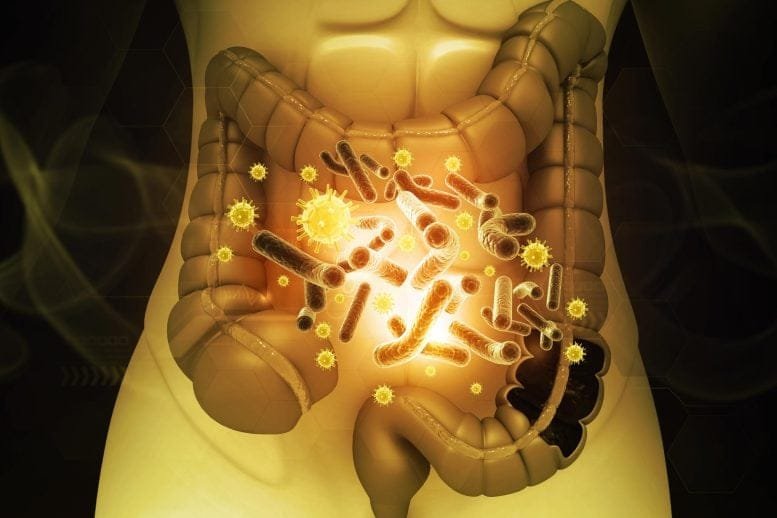 Human Gut Microbiome Diversity Infection Pathogens