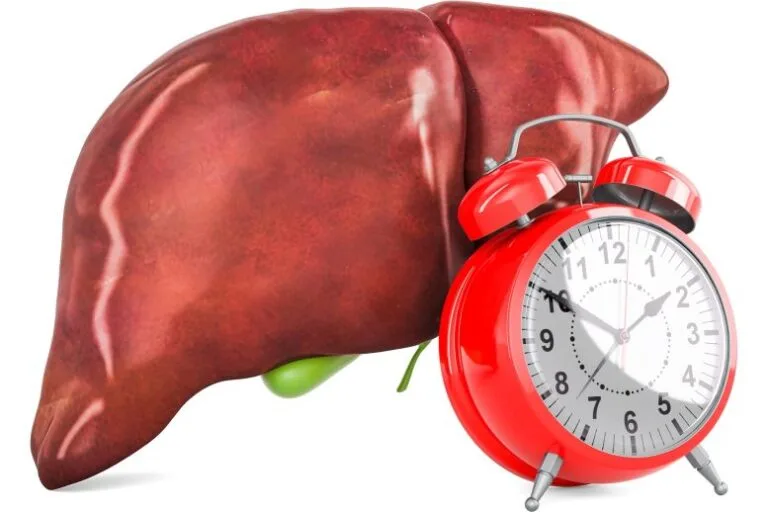 Estudo revela que fígado tem relógio interno que regula metabolismo