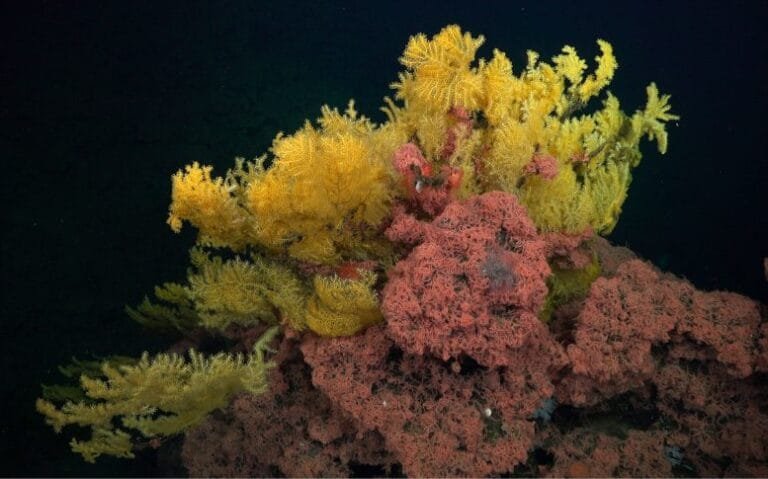 Coral dourado é descoberto em seamounts da Costa Rica