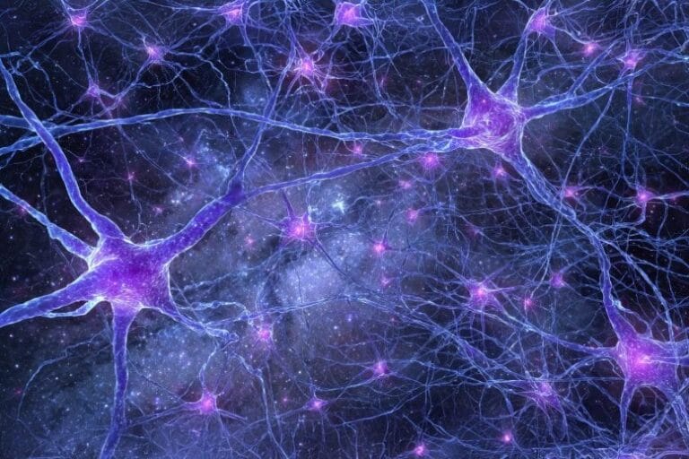 Gene humano específico pode explicar desenvolvimento cerebral