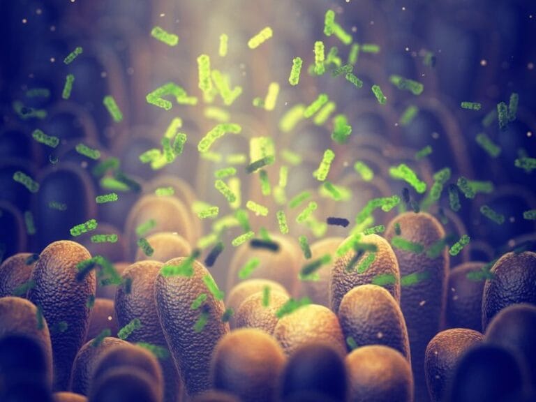 Estudo relaciona micróbios intestinais ao envelhecimento biológico