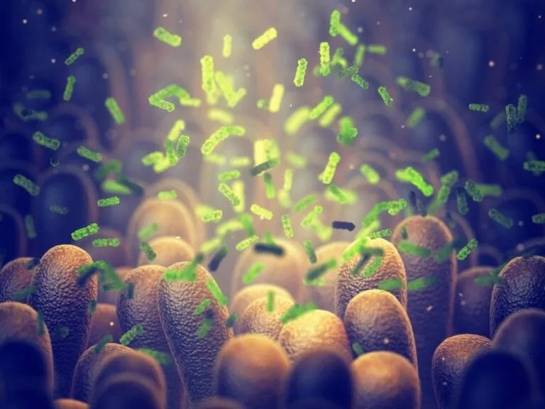 Composto natural do intestino pode melhorar tratamentos para IBD