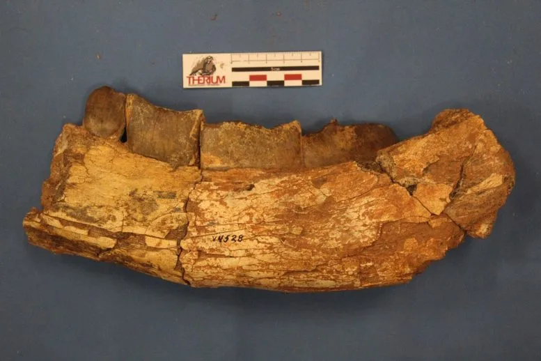 Jawbone of Xenastrapotherium Kraglievichi