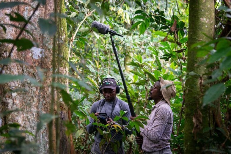 Junior Amboko and Mardoché B. Koko Working in Lomami National Park
