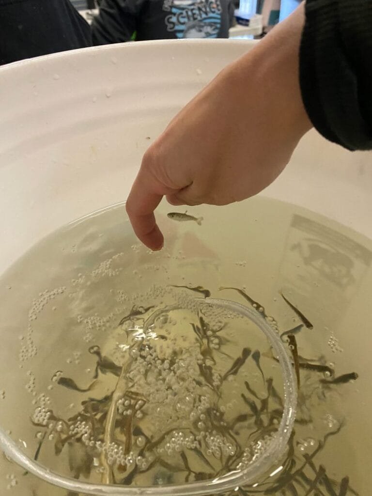 Juvenile Winter Run Chinook Salmon