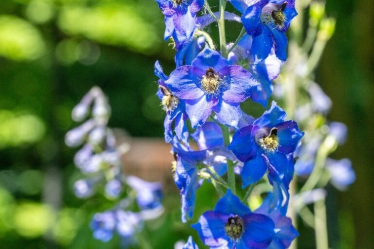 Estudo revela potencial medicinal de larkspur e wolfsbane