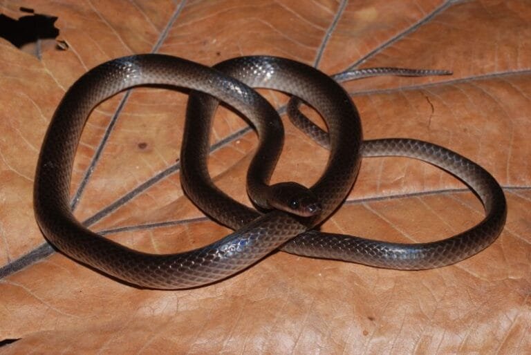 Cientistas identificam nova espécie de cobra na Nova Guiné