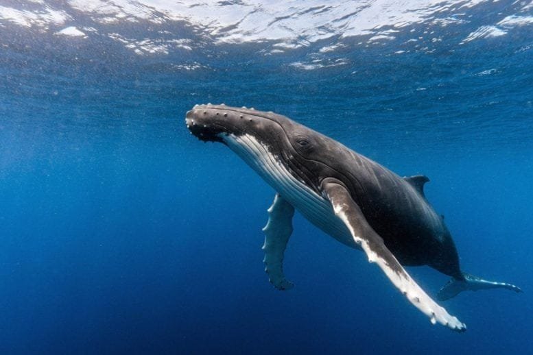 Majestic Humpback Whale Swims Gracefully