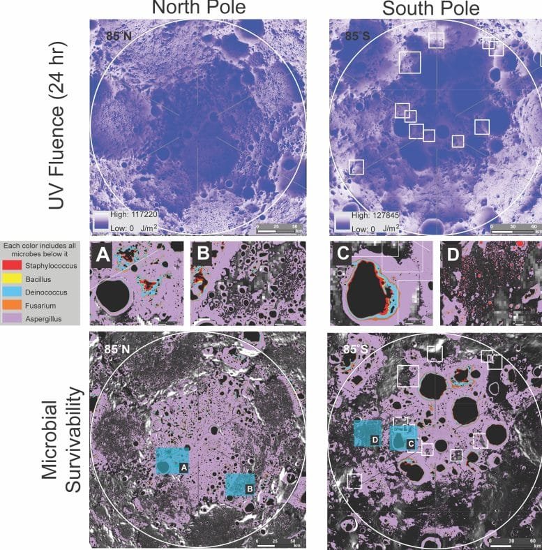 Microbial Survivability at the Moon’s Poles