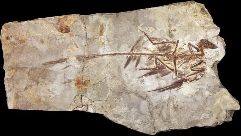 Microraptor Fossil