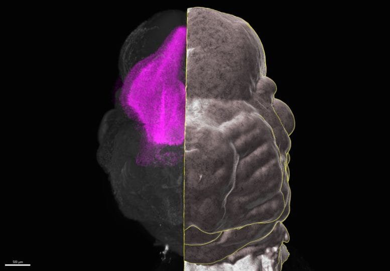 Mouse Embryo Head