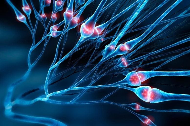 Nerve Cells Synapses Neurotransmitters