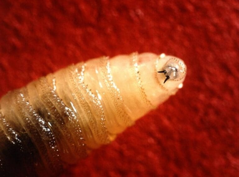 Retorno da mosca screwworm nos EUA gera alerta entre cientistas
