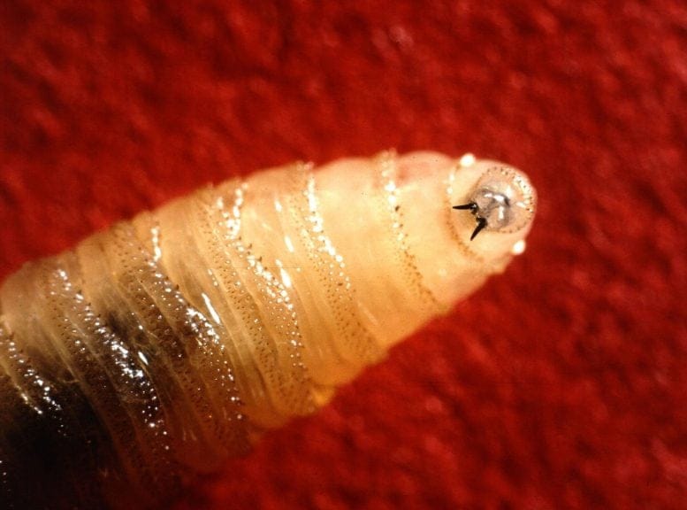 New World Screwworm Larva