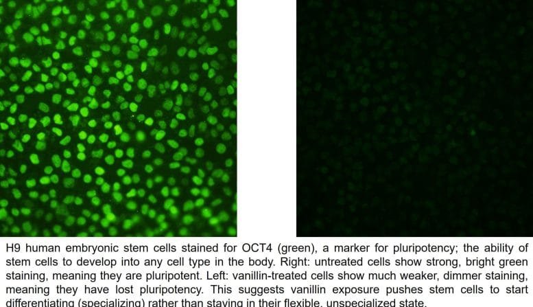 OCT4 Staining in Vanillin Treated Human Embryonic Stem Cells