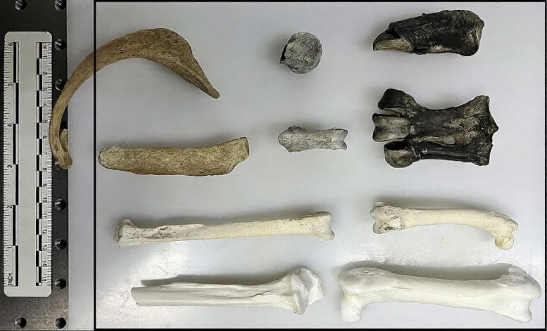 Overview of the Fossil Specimens and the µ XRF Scanning Area