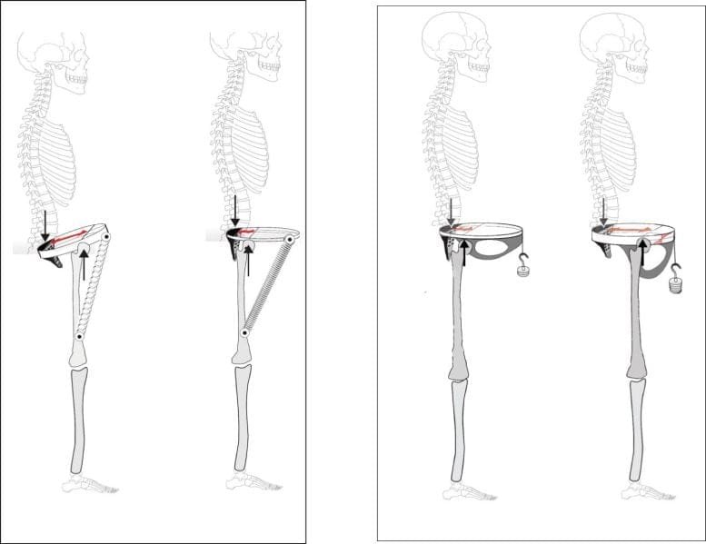 Pelvis and Hip Biomechanics Reconstruction