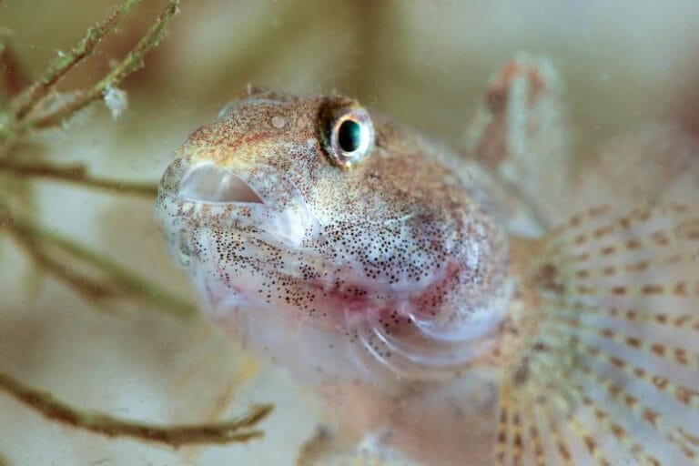 Espécie invasora de peixe ameaça ecossistemas dos Grandes Lagos