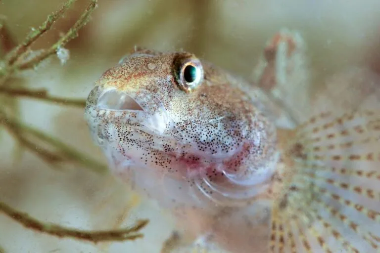 Espécie invasora de peixe ameaça ecossistemas dos Grandes Lagos