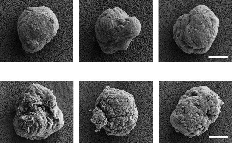 Scanning Electron Microscope Images of Coated and Uncoated Pancreatic Islets