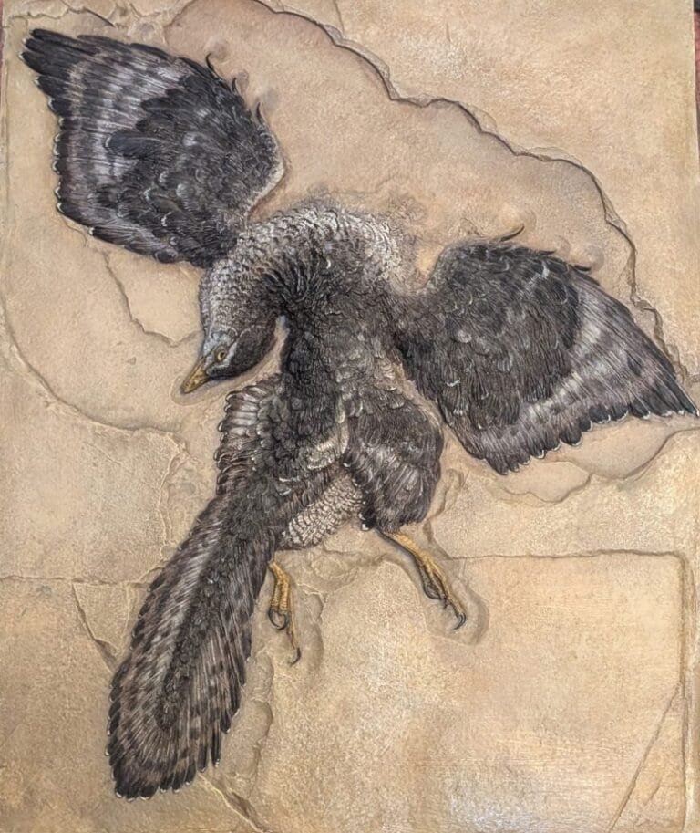 Estudo revela como Archaeopteryx decolava há 150 milhões de anos