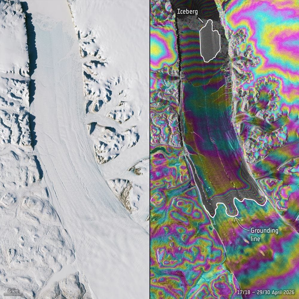The image on the left is an optical image from Sentinel-2, and the image on the right is a radar interferometry image. The radar image shows fractures and deformations in the ice at the end of the Petermann glacier. These cracks and other features were apparent in April 2026, about four months before the calving event. The satellite repeatedly imaged the location daily to create this interferogram, and the images let scientists study the fracturing and movement of the ice tongue in detail. Image Credit: contains modified Copernicus Sentinel data (2026), processed by M. Hammond (University of Leeds) and ESA. Licence: CC BY-SA 3.0 IGO or ESA Standard Licence