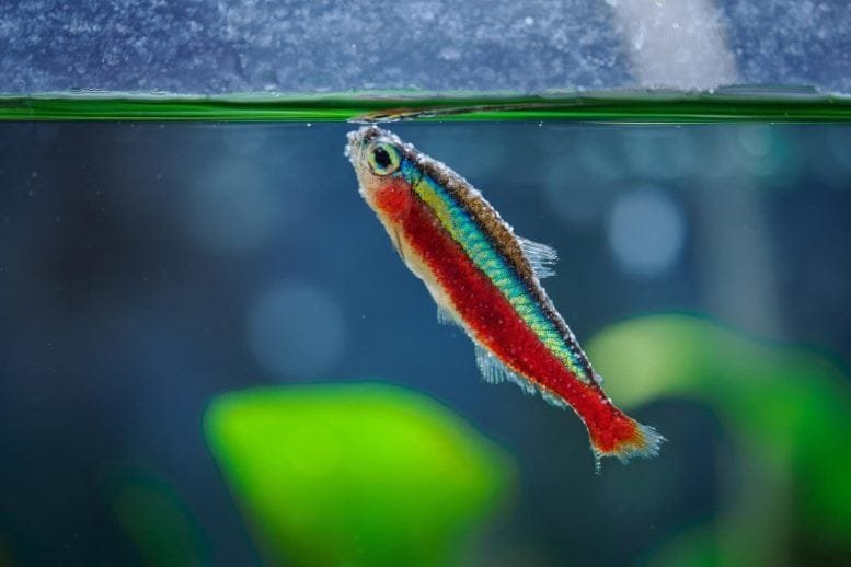 Sick Red Neon Fish