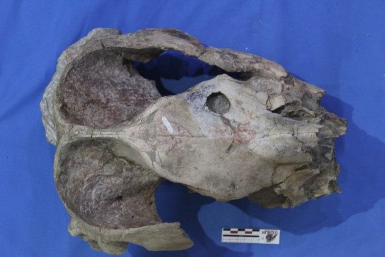 Skull of Pericotoxodon Platignathus