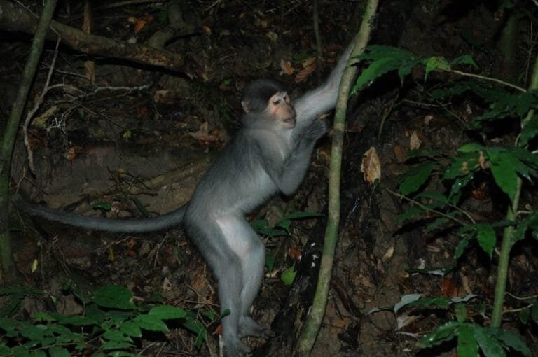 Estudo revela que macacos escalam árvores como chimpanzés