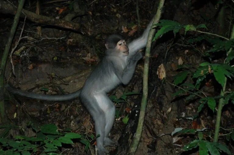Estudo revela que macacos escalam árvores como chimpanzés