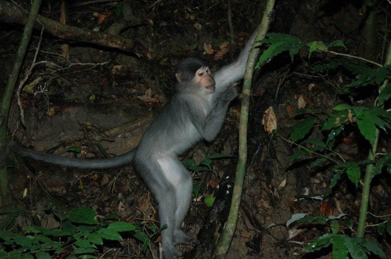 Sooty Mangabey Climbing a Tree Trunk
