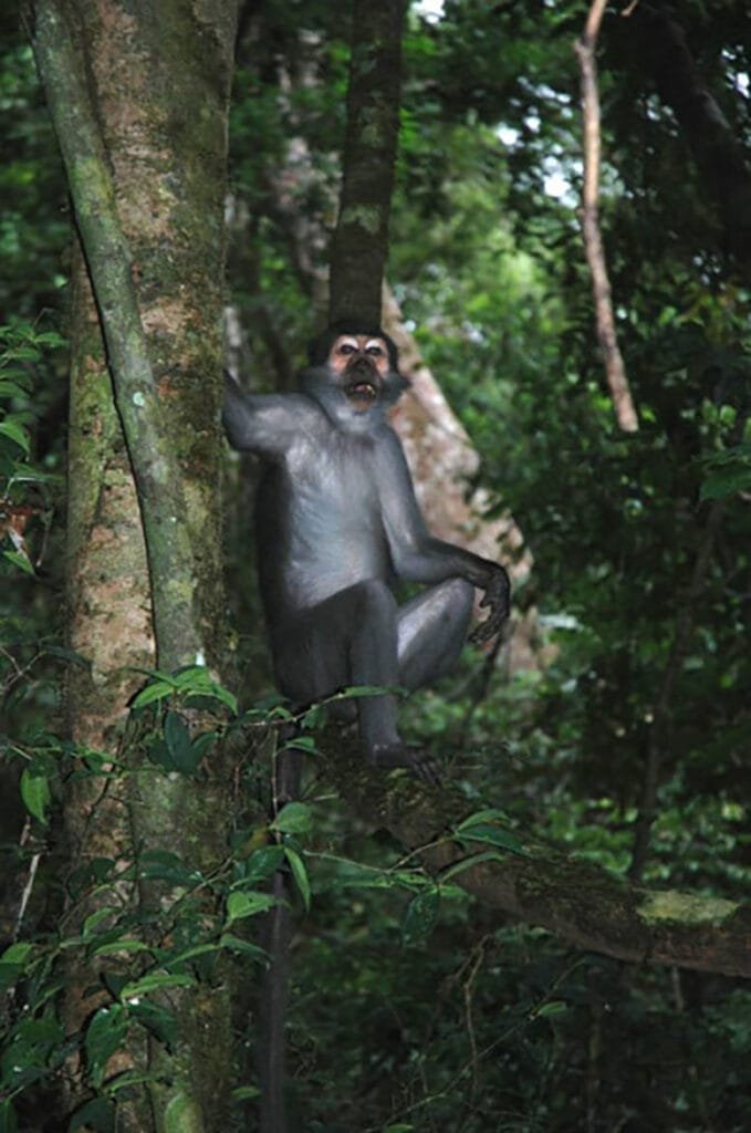 Sooty Mangabey Rests in a Tree in the Taï Forest
