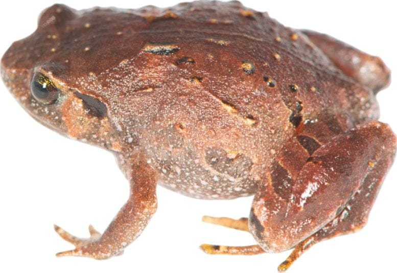 Species of Diamond Frog Rhombophryne Mavokely