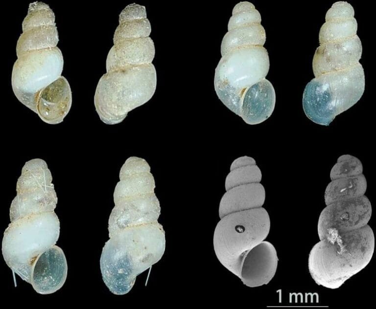 Cientistas descobrem caracol de caverna sem olhos na China