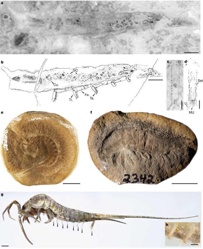 Stem Insects and Extant Apterygote Insects