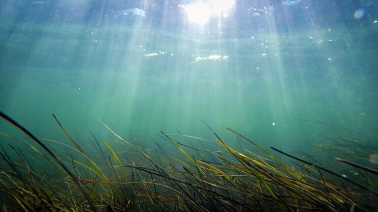 Estudo revela que ondas de calor marinhas escondem mais calor