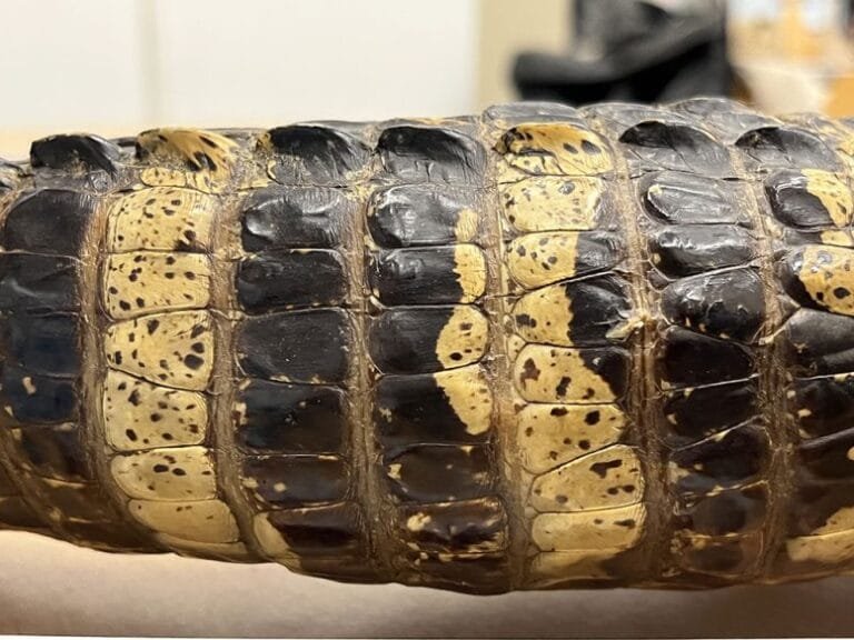Fóssil de crocodilo de 125 milhões de anos revela novos detalhes