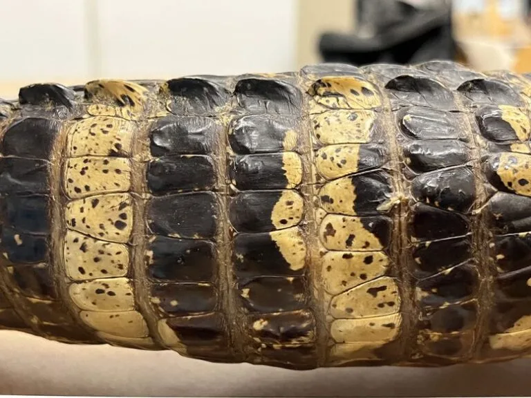 Fóssil de crocodilo de 125 milhões de anos revela novos detalhes