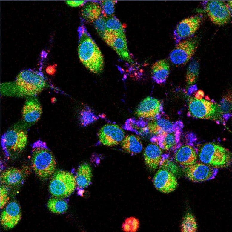 Targeted Cancer Surgery and Treatment Platform