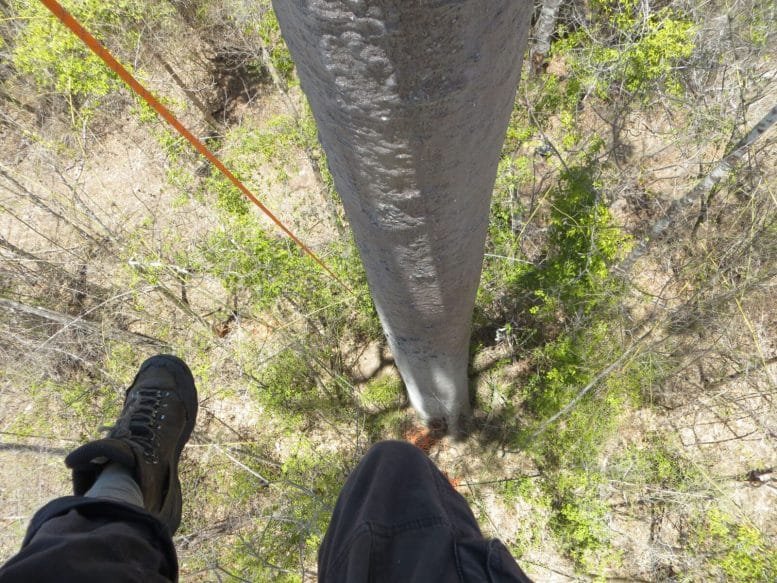 View From High in a Baobab Tree