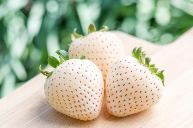 White Strawberries