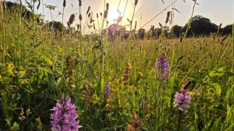 Campo abandonado se transforma em prado de flores silvestres