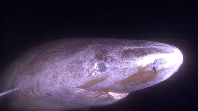 Tubarão da Groenlândia pode viver 400 anos sem envelhecer os olhos