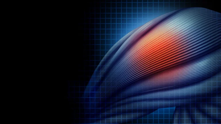 Proteína TRF2 é essencial para reparo muscular