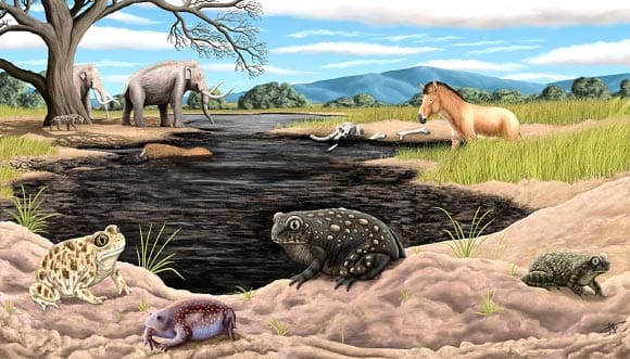 Paleontologistas identificam nova espécie de sapo da Idade do Gelo