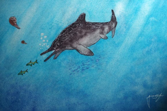 An artistic reconstruction of Jabalisaurus tethyensis, depicted in the water column close to the surface while pursuing halecomorph fishes. Image credit: Giovanni Serafini.