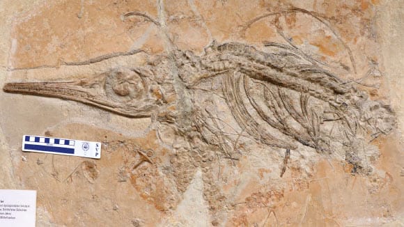 Jabalisaurus tethyensis, holotype specimen. Image credit: Maxwell et al., doi: 10.26879/1676.