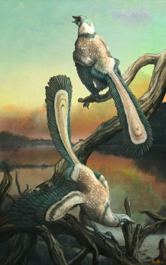 Estudo revela que Archaeopteryx decolava com saltos sucessivos