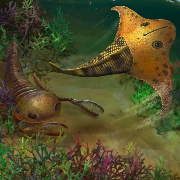 Life reconstruction of Bataspis crux. Image credit: Dinghua Yang.